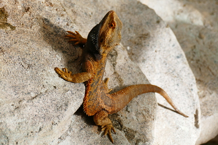 delightful beauty lizard on the background of wildlife.の写真素材