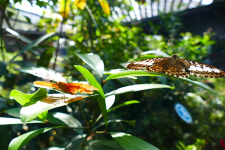 Photo picture of beautiful insects - butterflies, dragonflies and weevil in their natural environment on the background of wildlife.の写真素材
