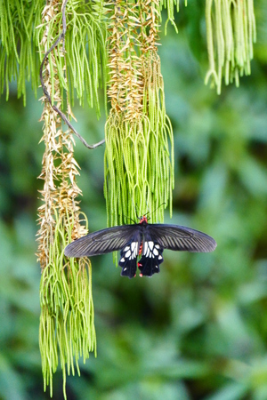 Photo picture of beautiful insects - butterflies, dragonflies and weevil in their natural environment on the background of wildlife.の写真素材