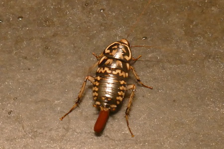 Photo picture of charming insects in natural tropical nature against the background of leaves,...
