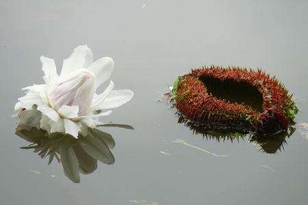 Charming blooming exotic tropical flowers on a nature background.の写真素材