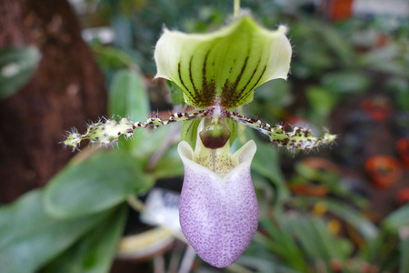 Charming blooming exotic tropical flowers on a nature background.の写真素材