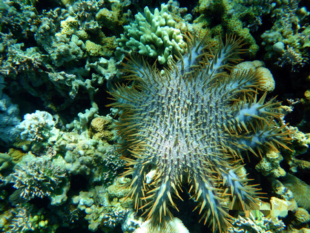 Beautiful sea stars against the background of the sandy bottom.の写真素材