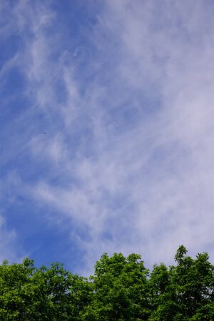Cirrus clouds over the forest.の写真素材
