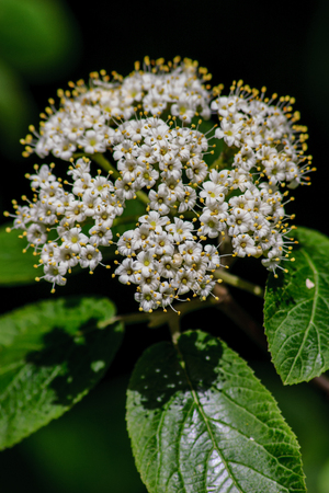 Small white flowers on a sunny day.の写真素材