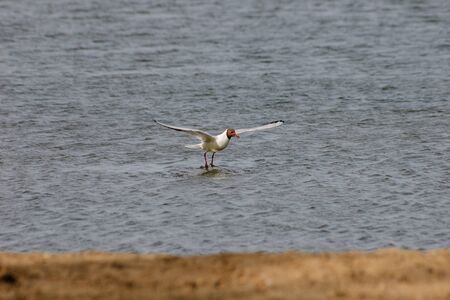 The seagull catches fish near the coast.の写真素材