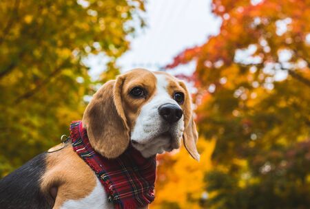Beautiful beagle hunting dog on the background of the autumn forest.の写真素材