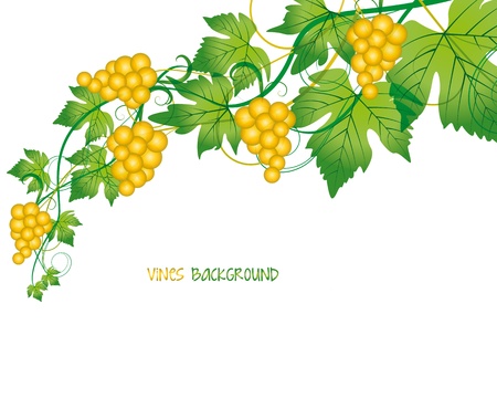 branch with grapes on white backgroundのイラスト素材