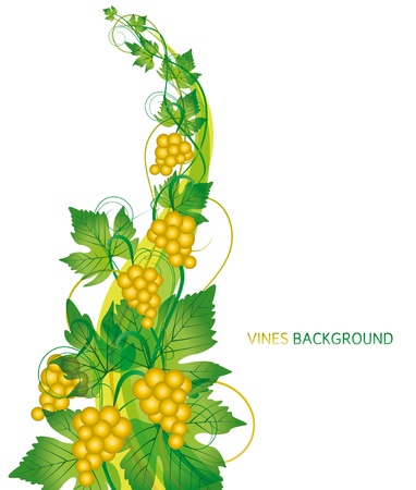 branch with grapes on white backgroundのイラスト素材