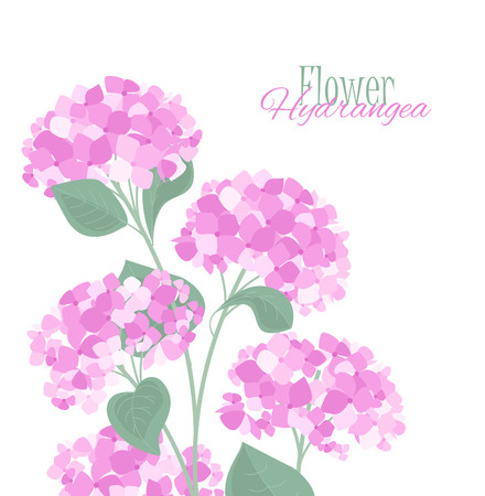 Vector hydrangea flowerのイラスト素材