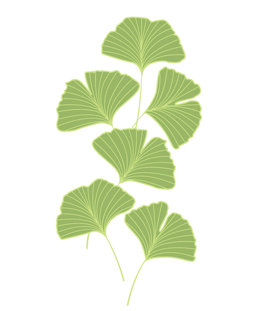 Ginkgo biloba leavesのイラスト素材