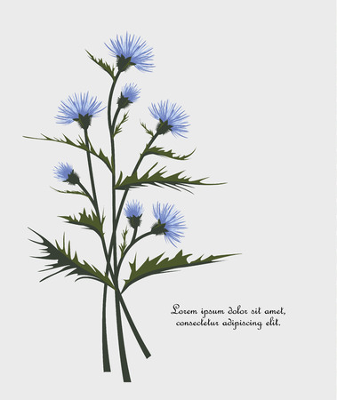 Vector Illustration thistle with leaves. Meadow flower.のイラスト素材