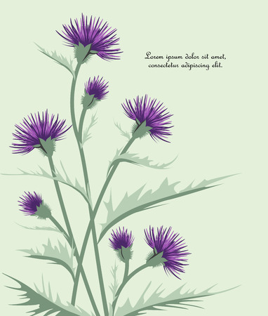 Vector Illustration thistle with leaves. Meadow flower.のイラスト素材