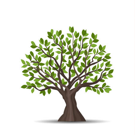 Vector illustration of a tree with leaves on a white backgroundのイラスト素材