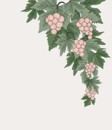 Vector illustration of decorations of red grapes natural backgroundのイラスト素材