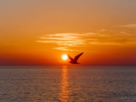 Seagull in the sunset seen from a cruise ship.の写真素材