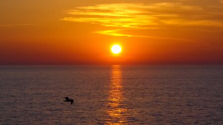 Seagull in the sunset seen from a cruise ship.の写真素材