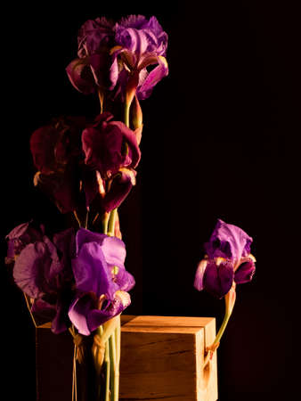 Reflections of purple and purple iris flowers and stems on a black background.の写真素材