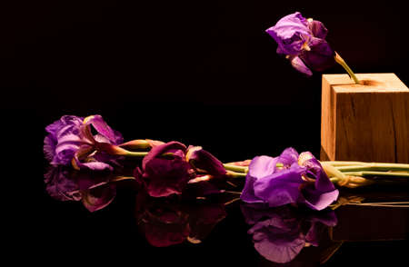 Reflections of purple and purple iris flowers and stems on a black background.の写真素材