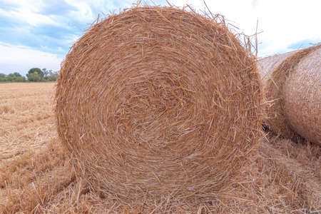 Summer harvest. Wheat field after harvesting wheat and bundled.