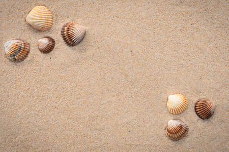 grains of sea sand, fine beach sand and seashells background.の写真素材