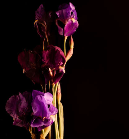 Reflections of purple and purple iris flowers and stems on a black background.