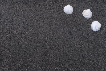 Seashells on black sand background with free space.の写真素材
