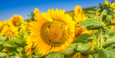 Sunflowers flowers in a fields with sunlight.の写真素材