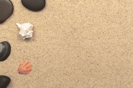 Seashells on a sandy bottom with free space.の写真素材