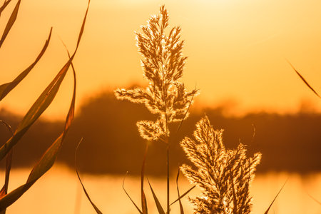 Backlit reed flower in a Camargue pond at sunset.の写真素材