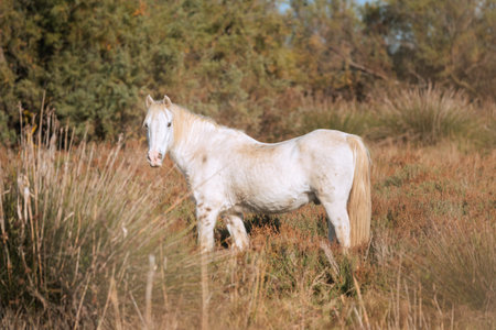 White horse in the field in autumn, Camargue, France. Selective focus.の写真素材