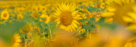 Sunflower field. Sunflower oil improves skin health and promotes cell regeneration.