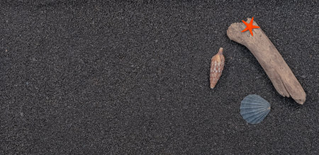 Seashells and coral on black sand. Top view.の写真素材