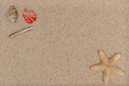 Seashells and starfish on sand background. top viewの写真素材