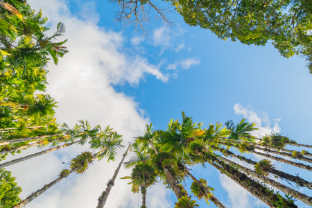 Palm trees against blue sky with white clouds, low angle viewの写真素材