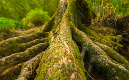 Tree roots in the rainforest,Martinique