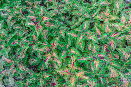 Colorful leaves of coleus plant in the garden, stock photoの写真素材