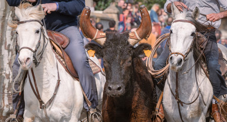 Bandido and abrivado in a village street in the south of France. Bulls and horses of Camargue in freedom in the streets. Bullfighting tradition.の写真素材