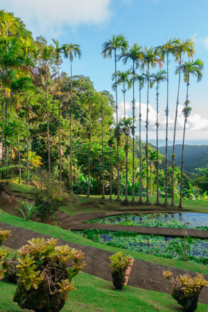 Gardens of Balata in Fort-De-France, Martinique. Exotic gardens of the French West Indies.の写真素材