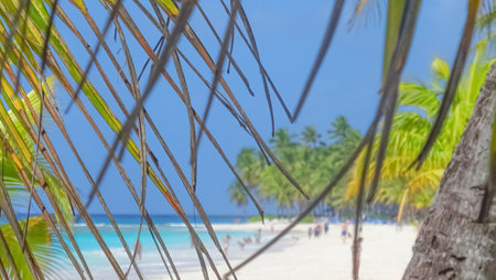 Tropical beach with palm trees and white sand.の写真素材