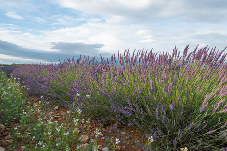 Lavender fields in bloom at sunset on the Valensole plateau, Provence, South of France.の写真素材
