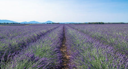 Fields of lavender in bloom on the Valensole plateau, Provence, South of France.の写真素材