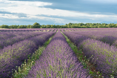 Lavender field in Provence, near Valensole, Franceの写真素材