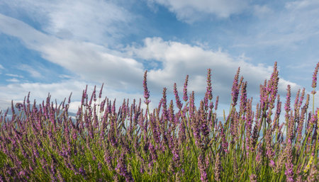 Lavender field in Provence, near Valensole, France.の写真素材