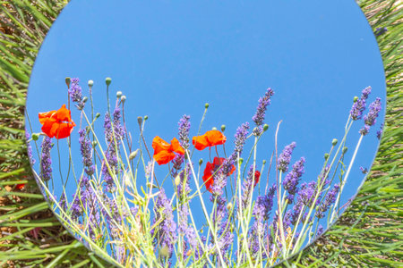 Blooming lavender flowers on a background of blue sky. Selective focus.の写真素材