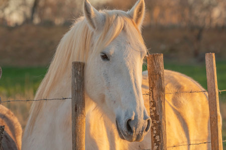 Beautiful Camargue horse in the meadow at sunset, soft focusの写真素材