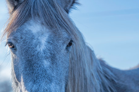 Camargue horse in the winter, close-up. Blue sky background.の写真素材