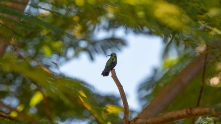 Olive-backed sunbird sitting on a branch in the forestの写真素材
