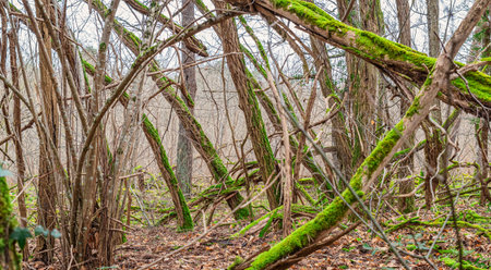 Mossy trees in the forest on a foggy day.
