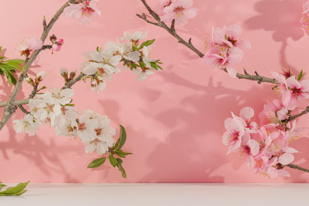 cherry blossom branches on white table and pink background with copy spaceの写真素材